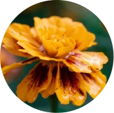 VisiFlora ingrediant