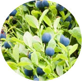 VisiFlora ingrediant