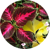 VisiFlora ingrediant